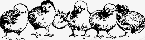 手绘小鸡矢量图图标ai_新图网 https://ixintu.com 免费矢量下载 动物 复古 手绘小鸡 矢量图