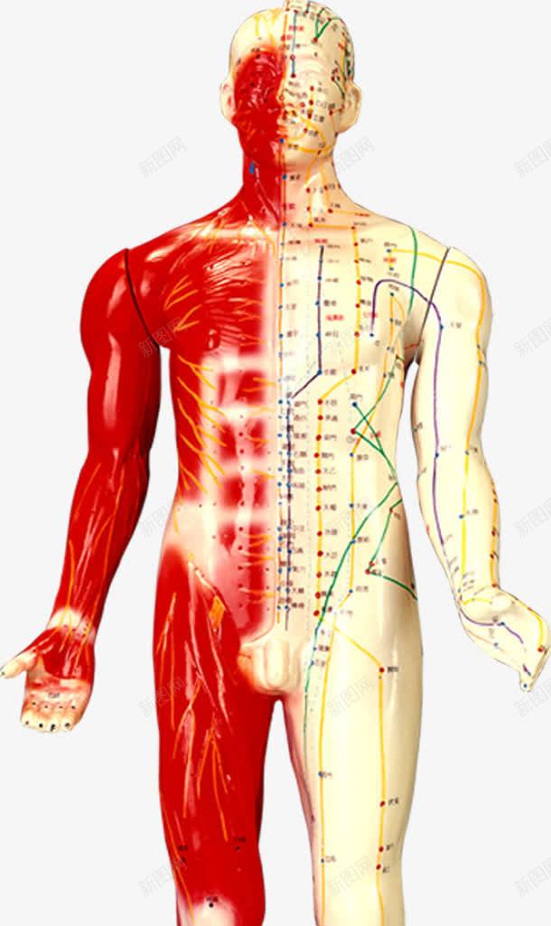 穴位图医疗人体研究分析png免抠素材_新图网 https://ixintu.com 人体 分析 医疗 研究 穴位