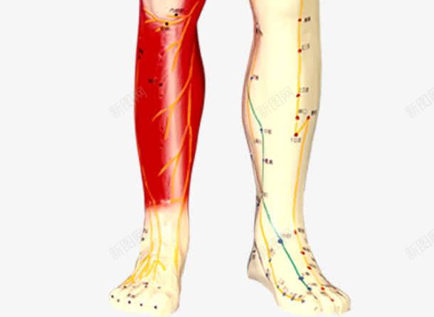 穴位图医疗人体研究分析png免抠素材_新图网 https://ixintu.com 人体 分析 医疗 研究 穴位