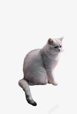 美短坐着的美国短毛猫高清图片