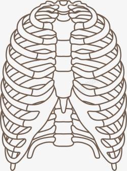 人体肋骨肋骨器官线条手绘图高清图片