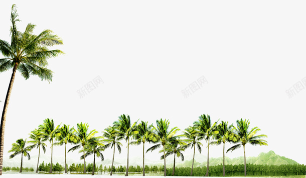 椰子树树林装饰图案png免抠素材_新图网 https://ixintu.com 一排椰子树 免抠PNG 树林 椰子树 装饰图案
