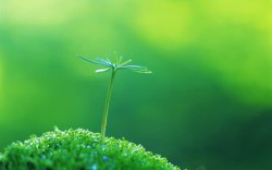小嫩芽小清新绿色嫩芽壁纸高清图片