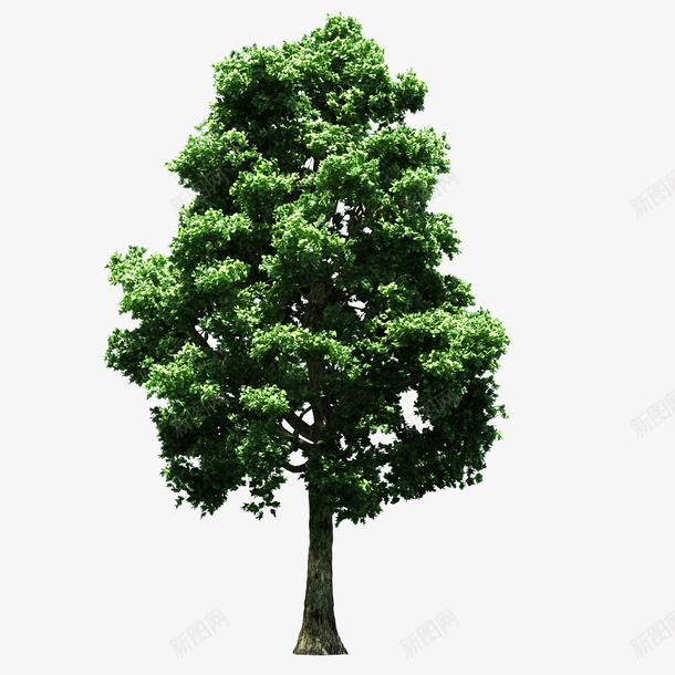 桉树树木png免抠素材_新图网 https://ixintu.com 树木 树林 树枝 桉树 桉树树木图片素材免费下载 植物 绿色