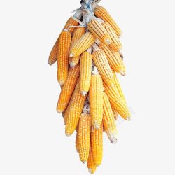 玉米串玉米高清图片