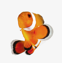 跳跃的小丑鱼跳跃的小丑鱼高清图片