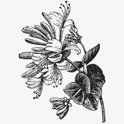 植物素描素材