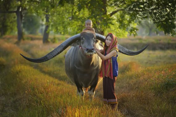 大牛和女孩人文摄影摄影图片