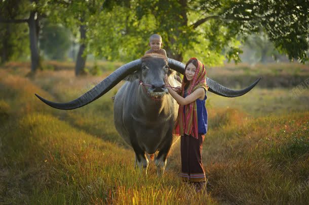 大牛和女孩人文摄影jpg_新图网 https://ixintu.com 人文 女孩 摄影