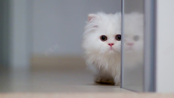动物猫白色躲藏壁纸背景