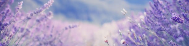 薰衣草背景背景