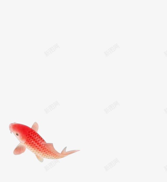 创意合成效果红色的金鱼png免抠素材_新图网 https://ixintu.com 创意 合成 效果 红色 金鱼