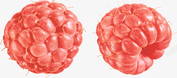 红色树莓png免抠素材_新图网 https://ixintu.com 产品实物 树莓 红莓 蔬果PNG图 蔬果免扣实物图 野莓 食物免扣图