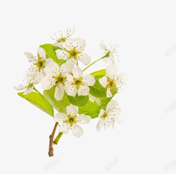 一枝梨花png免抠素材_新图网 https://ixintu.com 叶子 梨树 白色 绿色 花朵