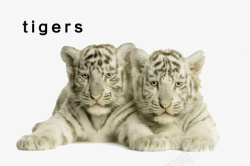 两只眼睛两只白老虎动物胡须眼睛耳朵爪子高清图片
