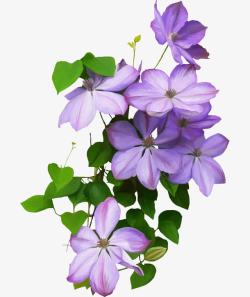 紫色的花素材