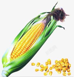 黄色的籽我家的玉米高清图片