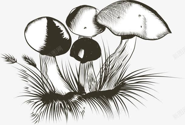 手绘野生蘑菇png免抠素材_新图网 https://ixintu.com 手绘蘑菇 矢量png 蓝瘦香菇 蘑菇 蘑菇堆 野生蘑菇