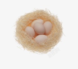 鸟巢鸡蛋素材