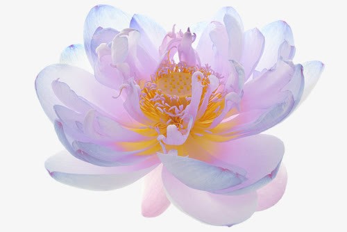 创意紫色的花卉植物png免抠素材_新图网 https://ixintu.com 创意 植物 紫色 花卉