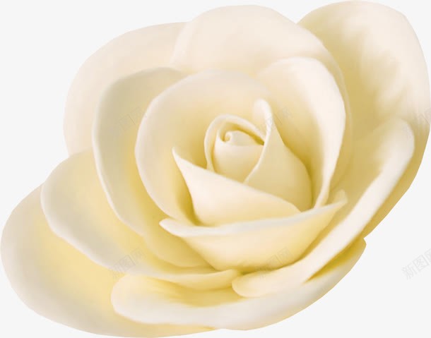 白色花朵图案png免抠素材_新图网 https://ixintu.com 玫瑰花 白色 白花朵 花瓣 装饰花