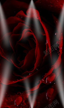 暗色系红色玫瑰背景背景