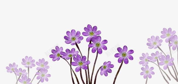 唯美的紫色小花png免抠素材_新图网 https://ixintu.com 手绘 植物 紫色 花朵
