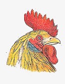 鸡头png免抠素材_新图网 https://ixintu.com 动物 插画 红色 鸡 黄色