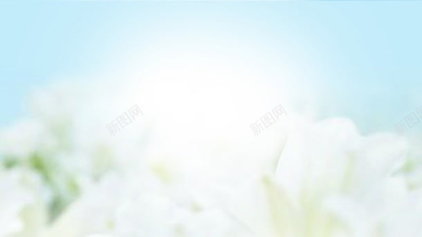 小清新风格的白色花朵背景