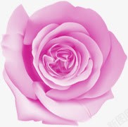 紫色唯美手绘玫瑰花朵素材