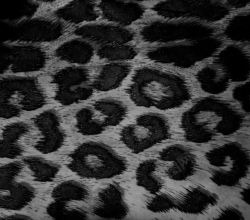 豹纹布料黑白豹纹背景高清图片