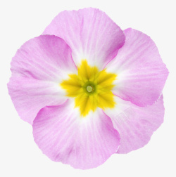 黄芯紫色植物黄色芯的一朵大花实物高清图片