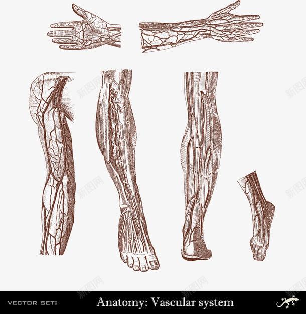 人体手臂腿手脚血管系统分布png免抠素材_新图网 https://ixintu.com 人体研究 医学 血管系统 装饰