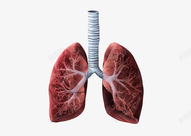 肺部png免抠素材_新图网 https://ixintu.com 人体器官 医疗 气管 透视