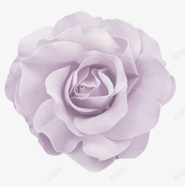淡紫色花朵装饰图案png免抠素材_新图网 https://ixintu.com 免抠PNG 淡紫色 花朵 装饰图案