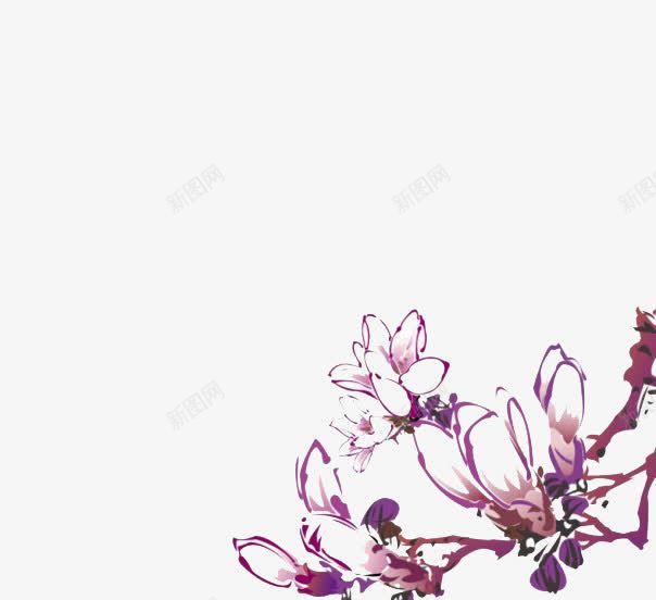 紫色玉兰花png免抠素材_新图网 https://ixintu.com 手绘 插画 玉兰花 紫色
