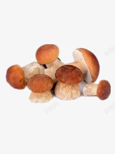 蘑菇png免抠素材_新图网 https://ixintu.com 可食用蘑菇 菌类 野生蘑菇 食材 食用菌