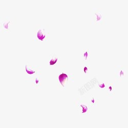 紫色的花瓣素材