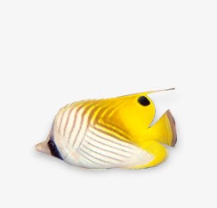 金金鱼金灿烂的小嘴金鱼高清图片