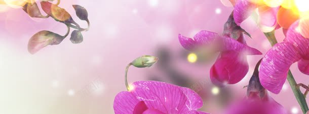 香水紫色花卉背景bannerjpg设计背景_新图网 https://ixintu.com banner 紫色 背景 花卉 香水
