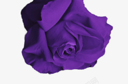 紫色玫瑰素材