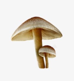 大蘑菇和小蘑菇素材