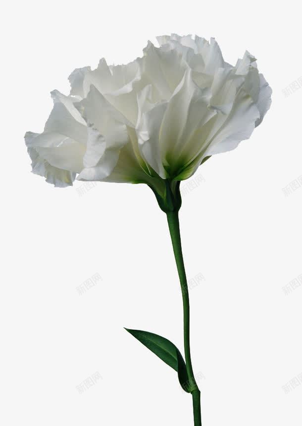 一朵白花png免抠素材_新图网 https://ixintu.com 植物 白色 花朵 装饰