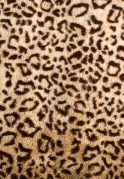 豹纹布料豹纹布料高清图片