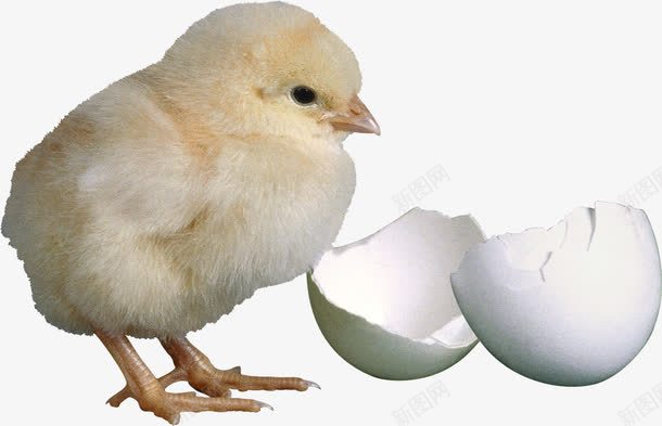 小鸡与蛋壳png免抠素材_新图网 https://ixintu.com PSD格式 免费PNG 动物 实物 家禽 小鸡 白色蛋壳