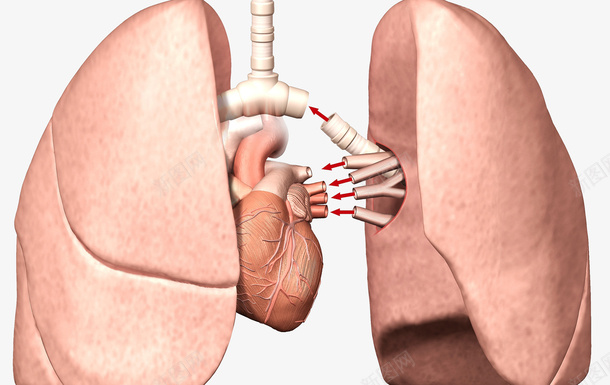 人体气管肺部png免抠素材_新图网 https://ixintu.com 人体肺部 医疗插图 呼吸道 气管
