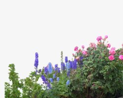 苗圃月季紫色花朵高清图片