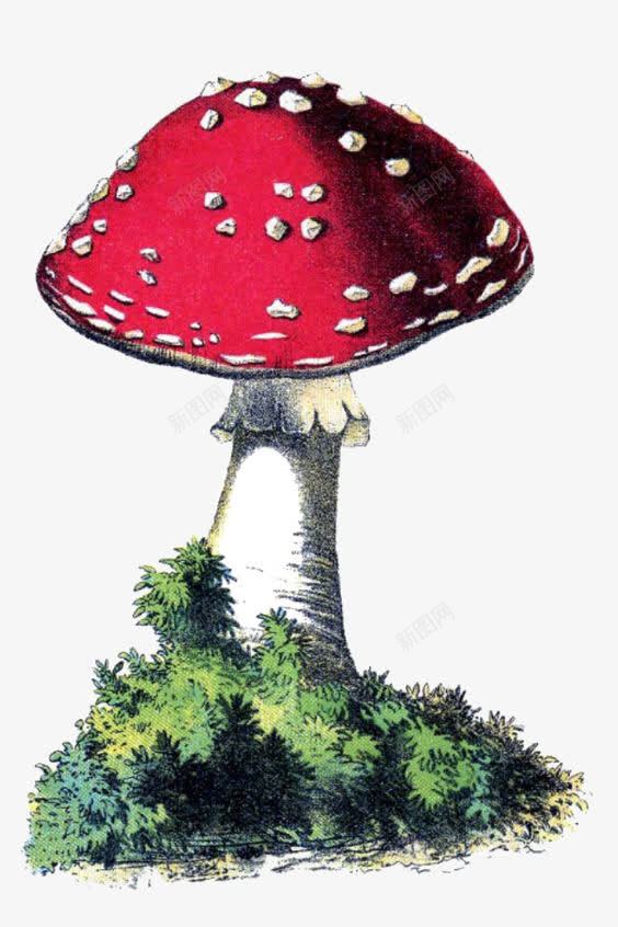 红色蘑菇png免抠素材_新图网 https://ixintu.com 卡通蘑菇 小蘑菇 毒蘑菇 蘑菇插画