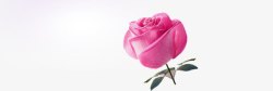 粉色单只玫瑰花素材