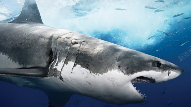 海里的霸王大鲨鱼jpg设计背景_新图网 https://ixintu.com 海里 霸王 鲨鱼